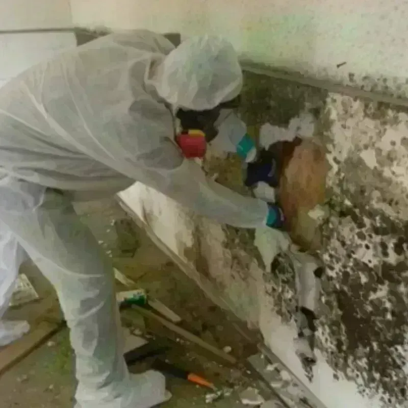 Mold Remediation and Removal in Visitacion Valley, CA